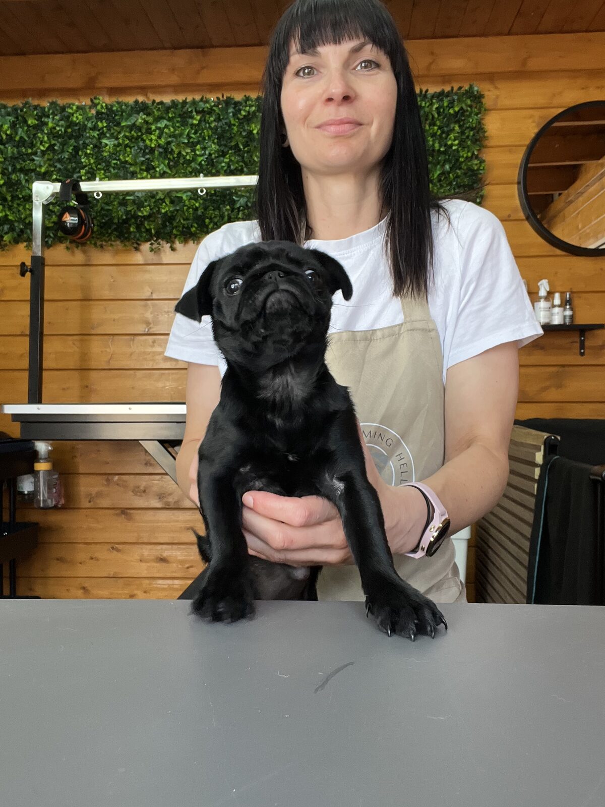 Nicola with a black pug puppy – brachycephalic dog grooming Spennymoor Nicola holding a black pug puppy on the grooming table