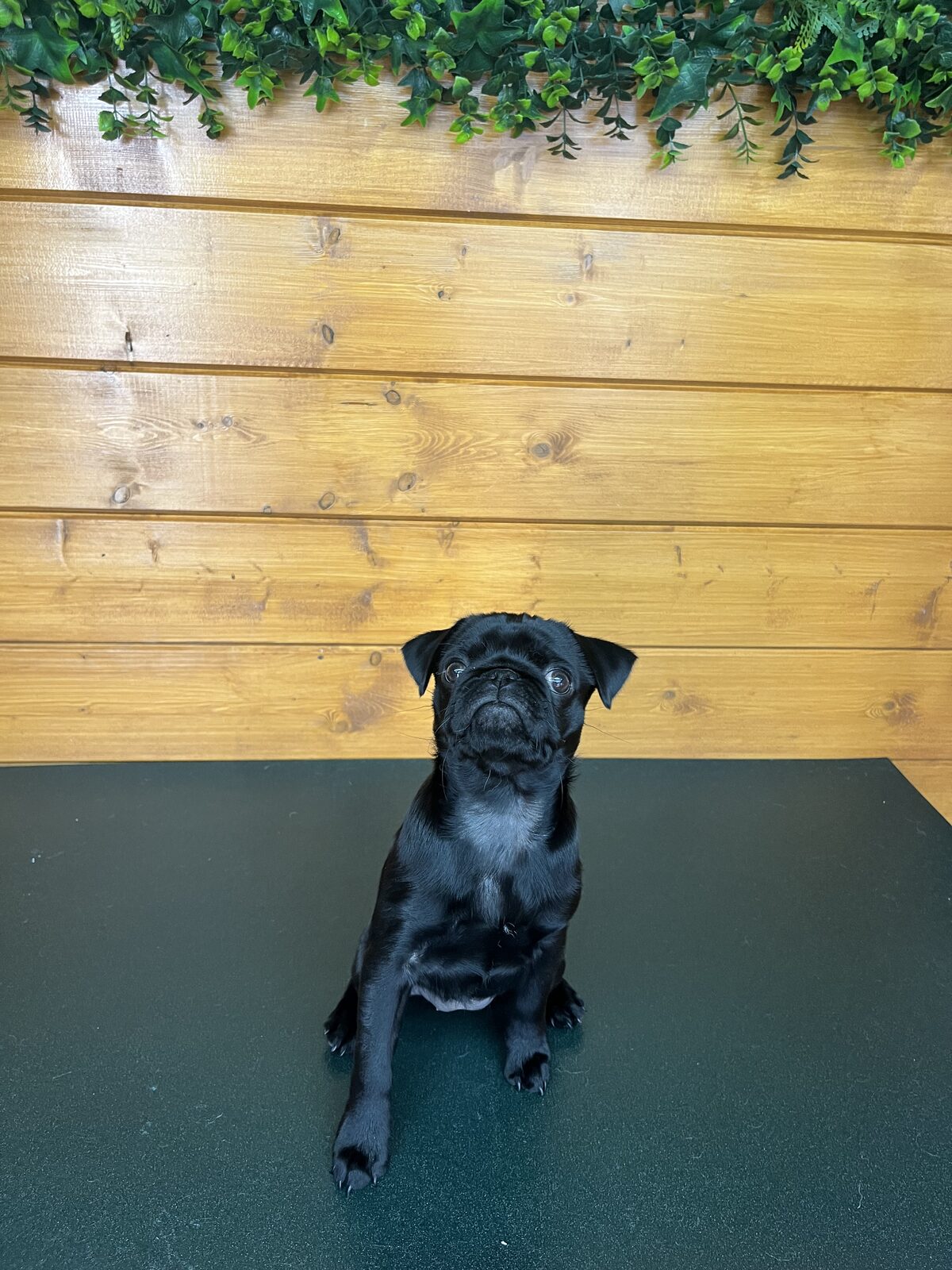 Pug puppy grooming at Hello Grooming, Spennymoor A black pug puppy sitting calmly on the grooming table